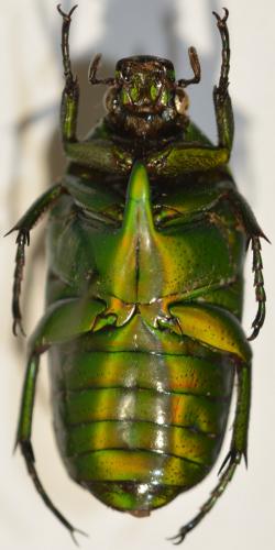 Chlorocala africana